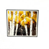 Birch Tree Print