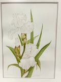 White Iris, Original Watercolour