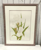 White Iris, Original Watercolour