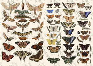Scientific butterflies - Rice Paper