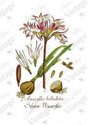 Amaryllis Flower - Rice Paper