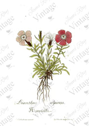 Dianthus Flower - Rice Paper