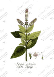 Mentha Flower - Rice Paper