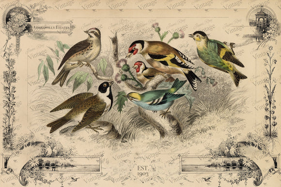 Cottage Birds - JRV Decoupage paper