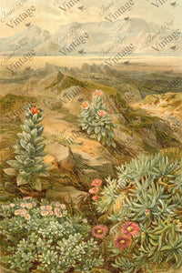 Desert Succulent - JRV Decoupage paper