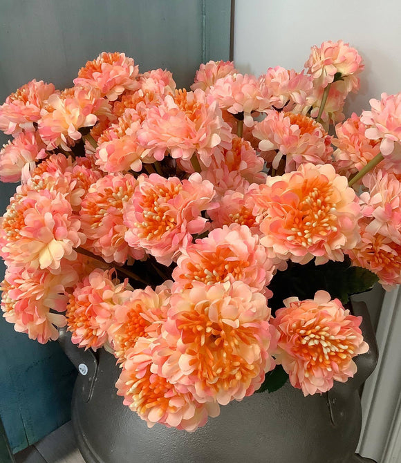 Pink Chrysanthemum Stem