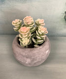 Mini Potted Succulents