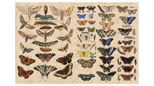 Scientific Butterfly - JRV Decoupage Paper
